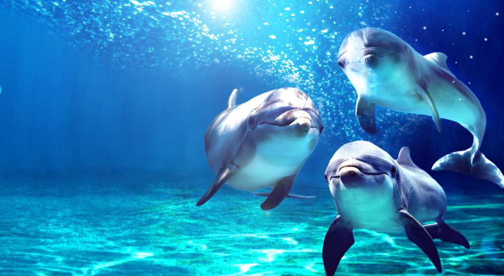 dolphins